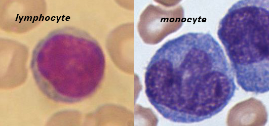downy cells
